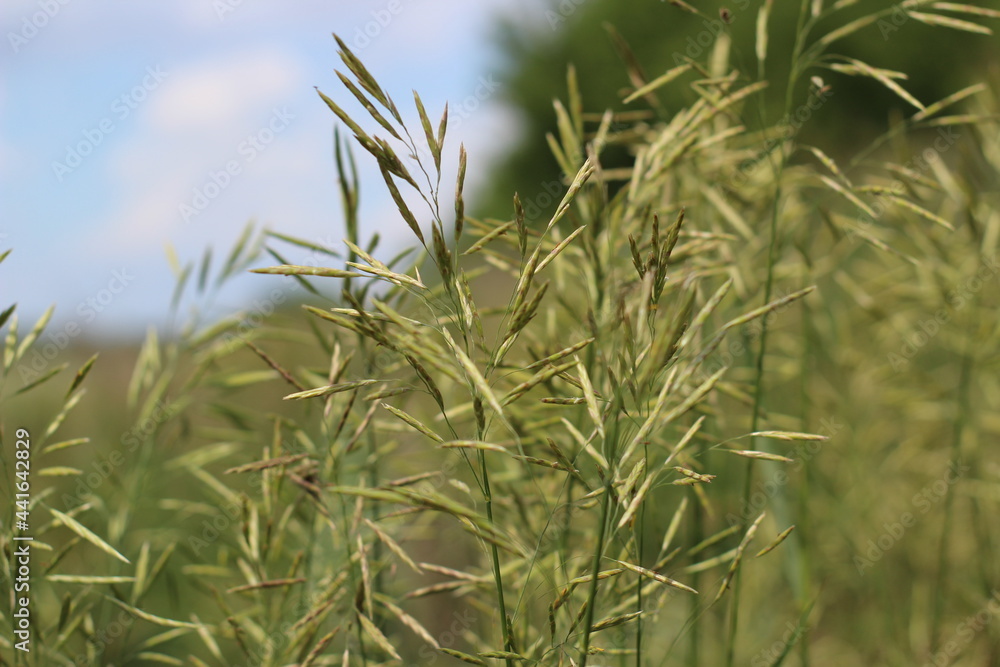 Obraz premium awnless brome grass on the summer field
