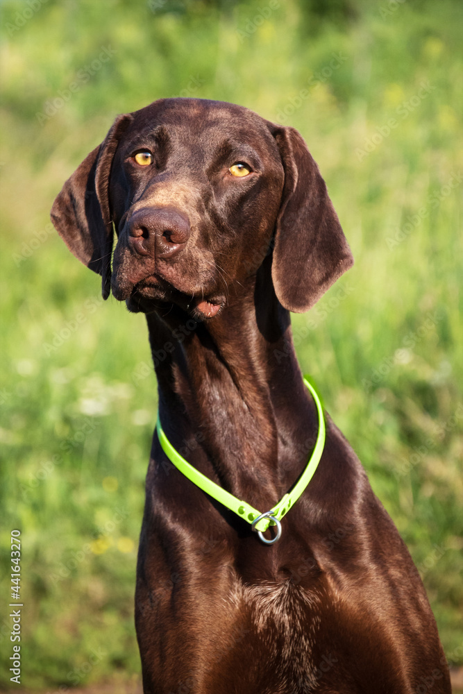 Portrait of a beautiful brown German shorthaired pointer dog on a background of a green meadow. Breed of hunting dogs.