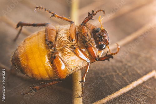 Mayate cafe. Escarabajo. Beetle. Insecto cafe. Cotinis mutabilis photo