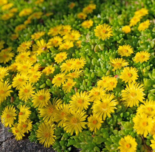 Mittagsblume  Delosperma nubigenum  mit gelben Bl  ten