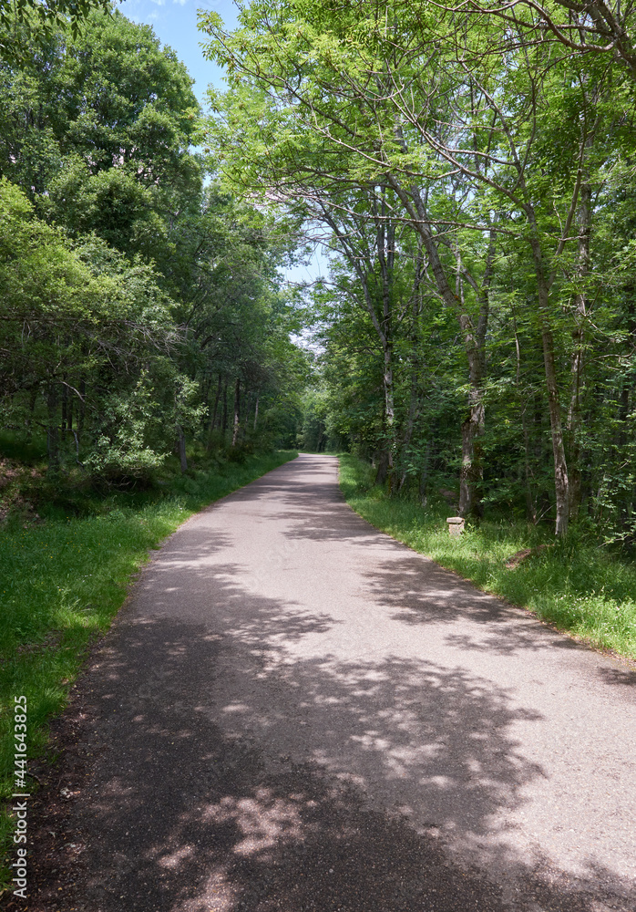 A road in a green poplar forest in springtime