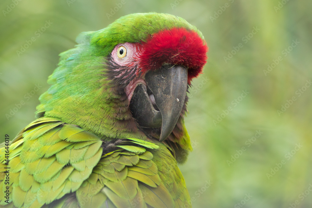 Parrot headshot