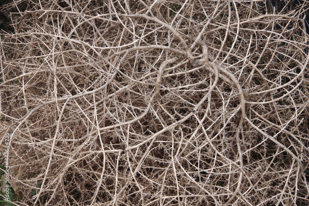 Full frame close-up view of dried tumbleweed Full frame close-up view of dried tumbleweed