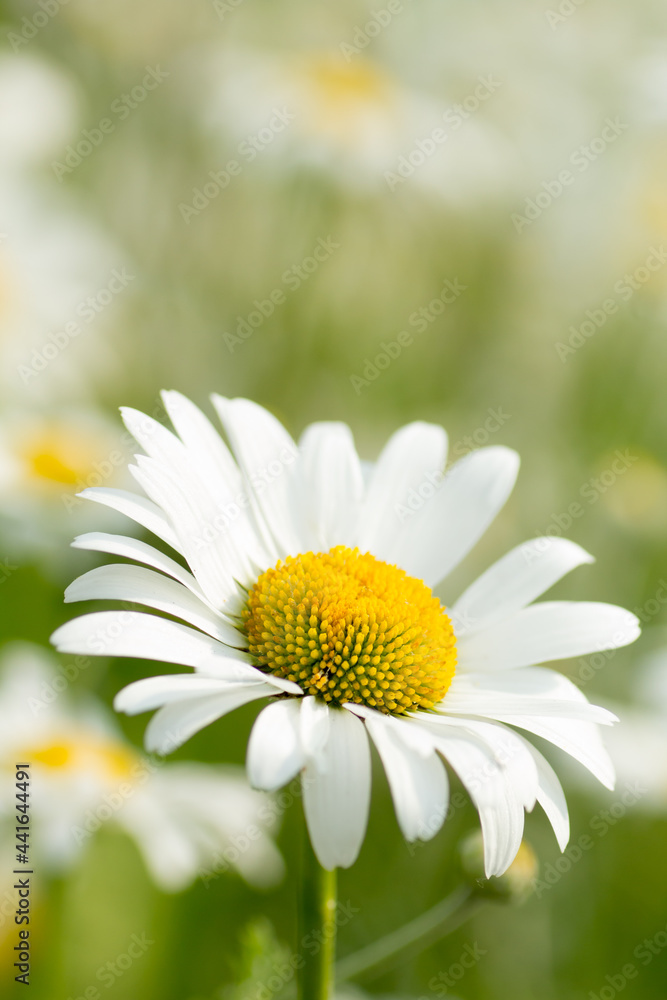 Naklejka premium Close-up shot of a single daisy flower with white petals and yellow pollen sacs in front of a blurry background that shows a field full of other daisies and green grass