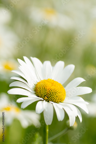 Close-up shot of a single daisy flower with white petals and yellow pollen sacs in front of a blurry background that shows a field full of other daisies and green grass