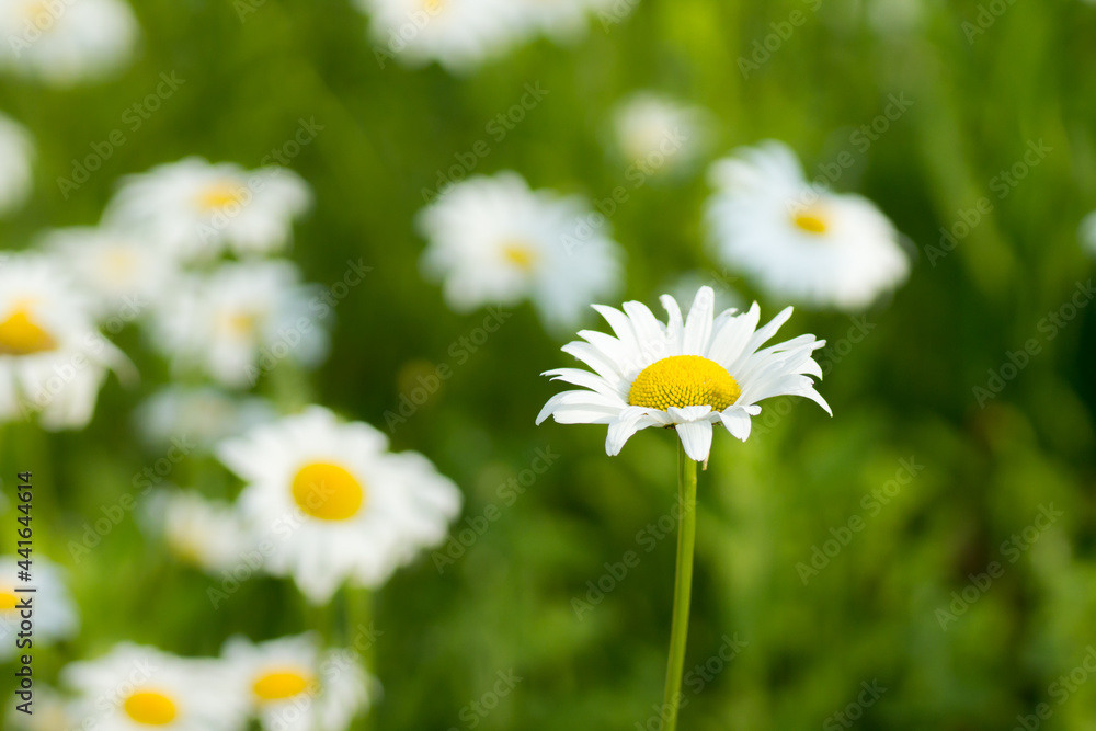 A single white daisy flower standing out from others of its kind within a green field in bright daylight. A single white daisy flower standing out from others of its kind within a green field in bright daylight.