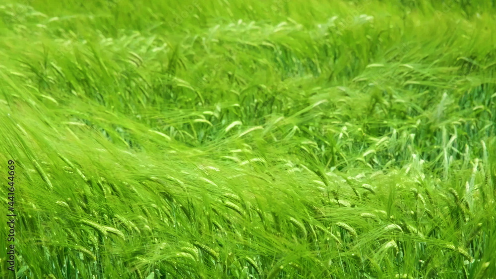 Green agricultural wheat field close up. Top-down view over green wheat field. Spikelets of ripe wheat sway in the wind Green agricultural wheat field close up. Top-down view over green wheat field. Spikelets of ripe wheat sway in the wind