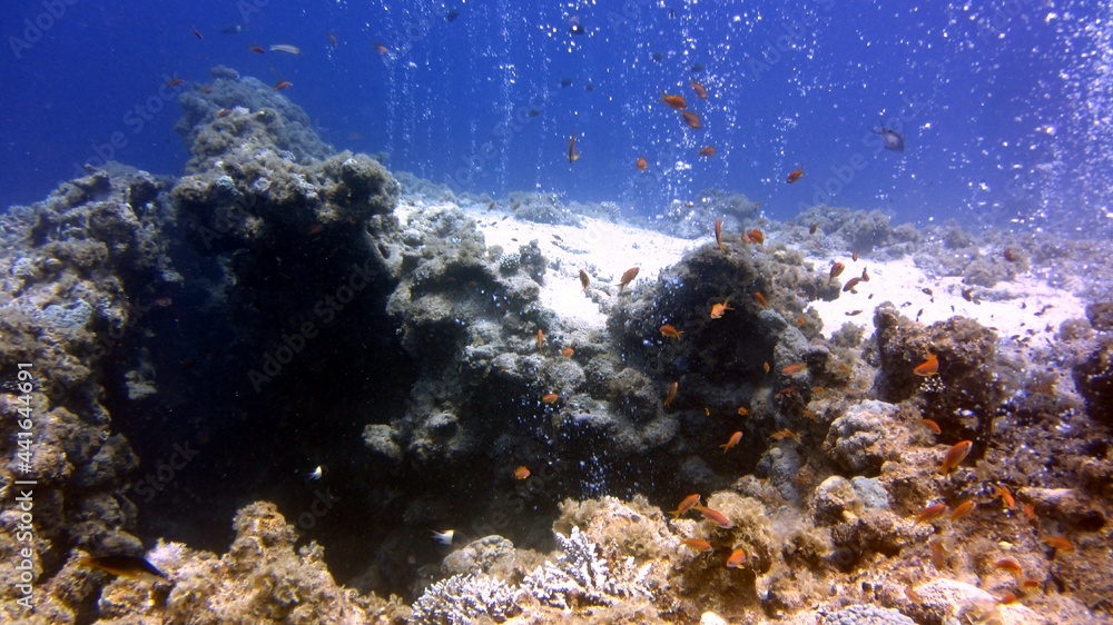 Fototapeta premium coral reef and fishes