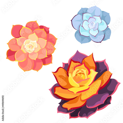 Set of vector Succulents named Echeveria Lilacina, Echeveria Pearl Von Nurnberg, Echeveria Lola on white isolated background, potted Stone Rose in Flat design style, concept of Indoor Succulents.