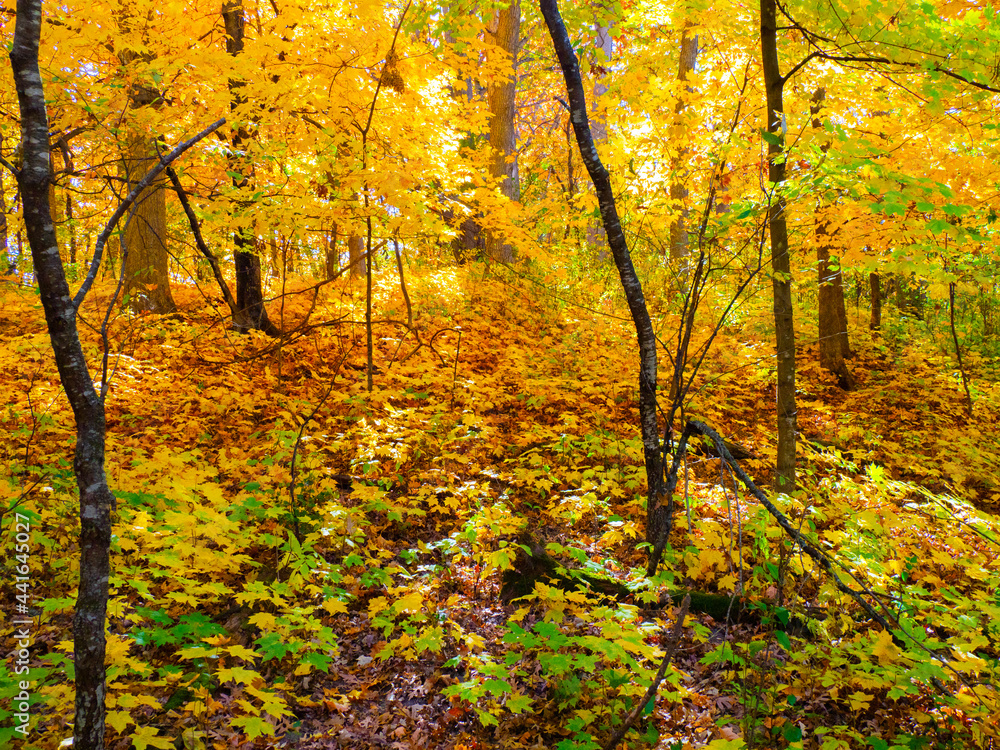 autumn in the forest