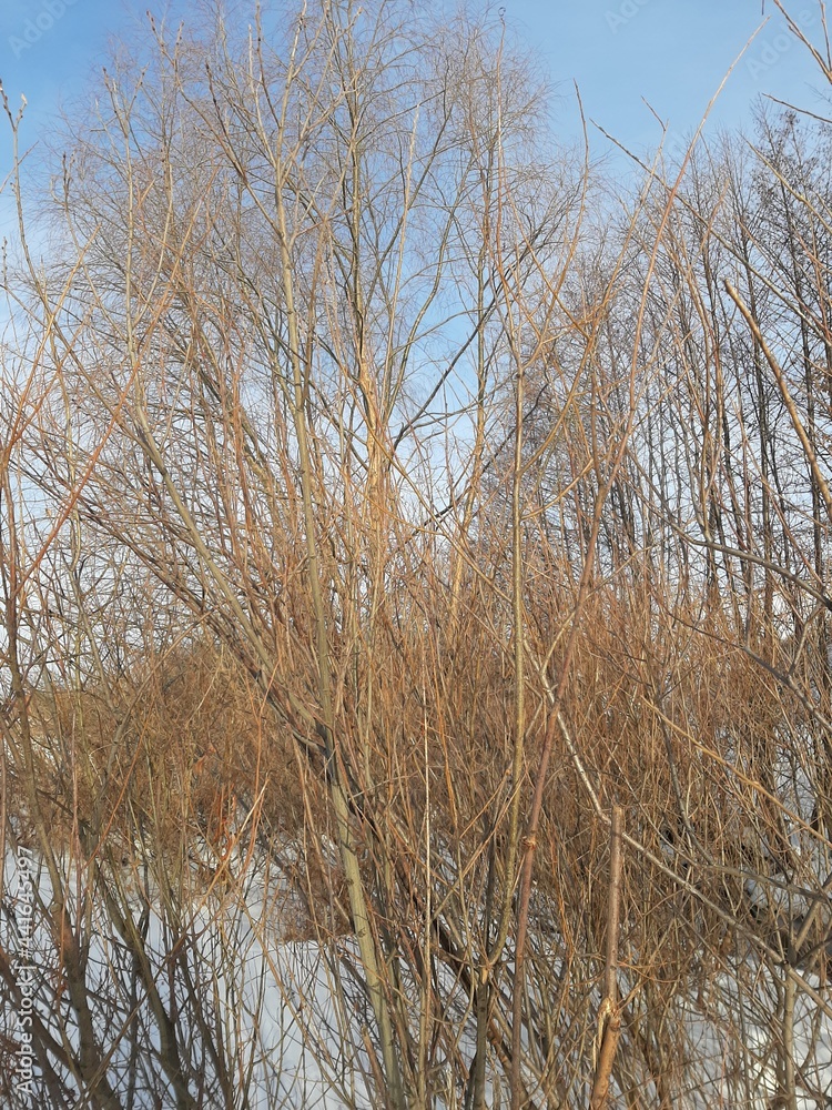 The forest in winter. Blue sky, snowdrifts and bare tree branches. The forest in winter. Blue sky, snowdrifts and bare tree branches.