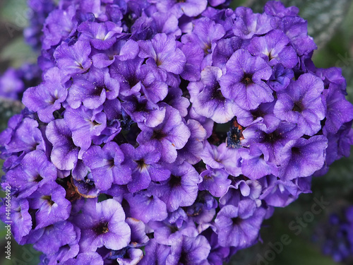 Fototapeta Naklejka Na Ścianę i Meble -  Beautiful Violet Flowers in the Spring