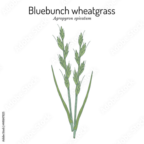 Fototapeta Naklejka Na Ścianę i Meble -  Bluebunch wheatgrass Agropyron spicatum , Official State Grass of Montana