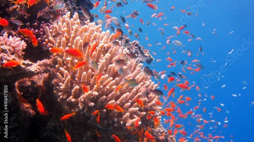 red coral reef and fish