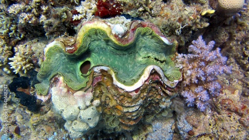 Giant green clam shell