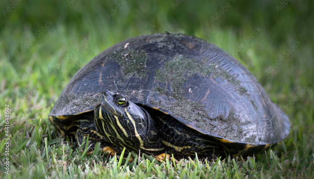 Fototapeta premium Red earred slider on Fontainebleau State Park