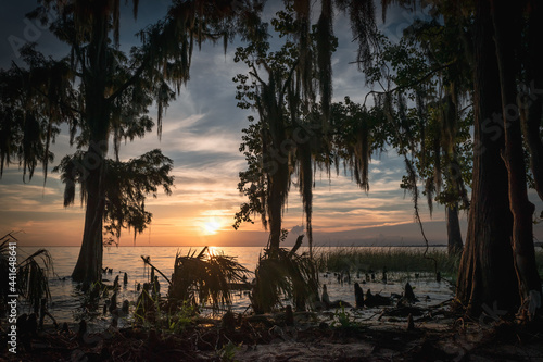 Louisiana Sunset through the Trees