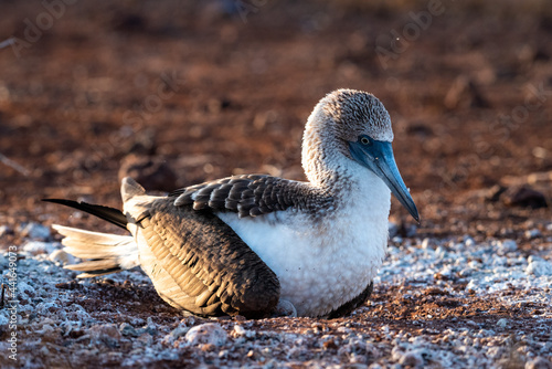Blue-footed booby sitting on the ground in the Galapagos Islands