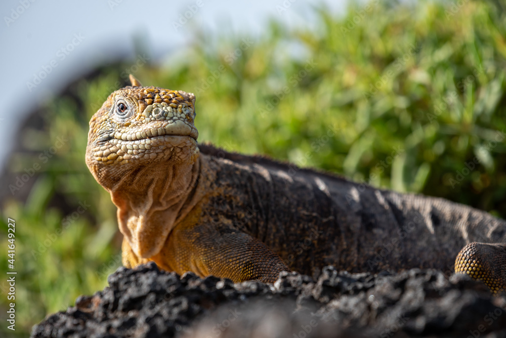 Fototapeta premium Galapagos land iguana looking to the side
