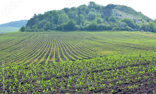 Young corn grows on the farmer s field.