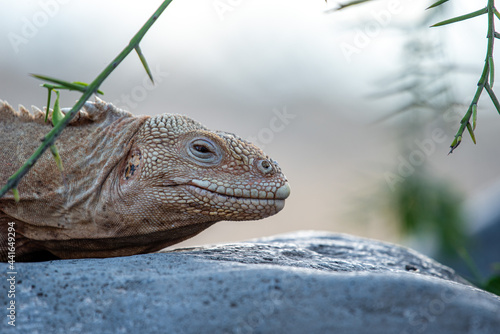 Galapagos land iguana relaxing on a rock