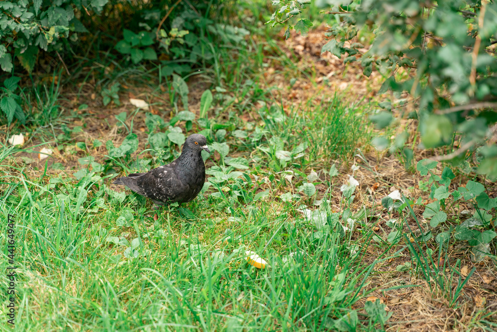 dove in the grass. pigeon on a green background dove in the grass. pigeon on a green background