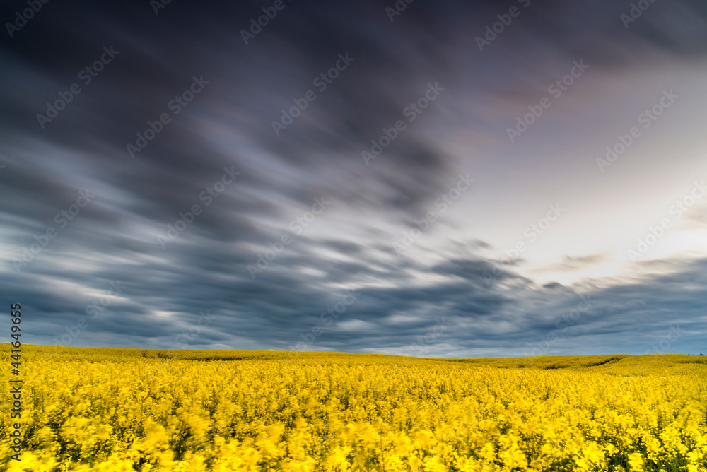 Beautiful rapeseed field sunset, with clouds, panorama, Poland