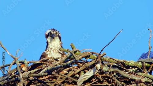 Osprey male sitting in nest looking around  close up