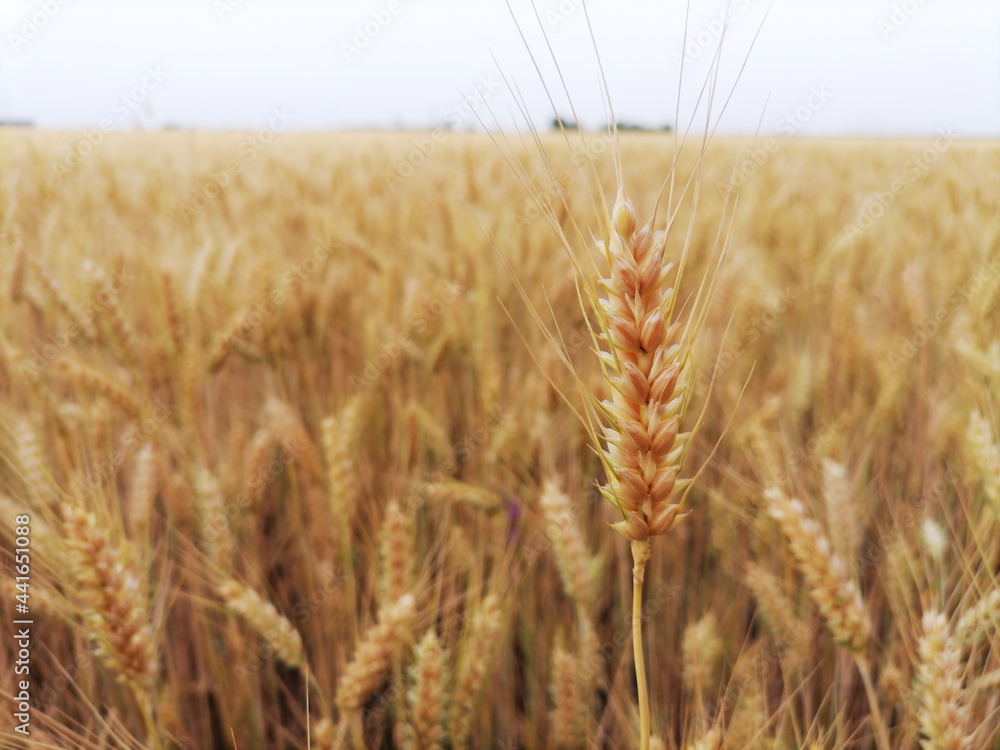 Fototapeta premium Closeup ears of ripe golden wheat. In the background a field of grain, horizon and a sky. Beginning of harvest and agricultural works