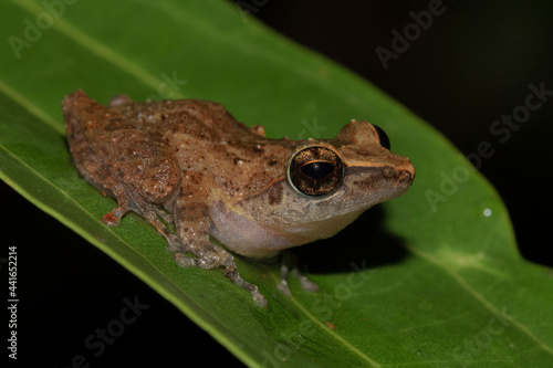 Brown frog on a leaf; tiny frog; cute froggy; Pseudophilautus stictomerus from Sri lanka; Endemic to Sri Lanka; frogs in the city;