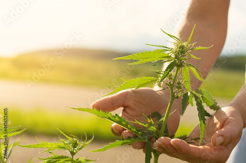 Female hands holding hemp plant in hemp plantation with sunset background.Selective focus