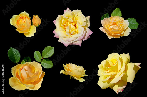 Set of isolated yellow roses on a dark background.