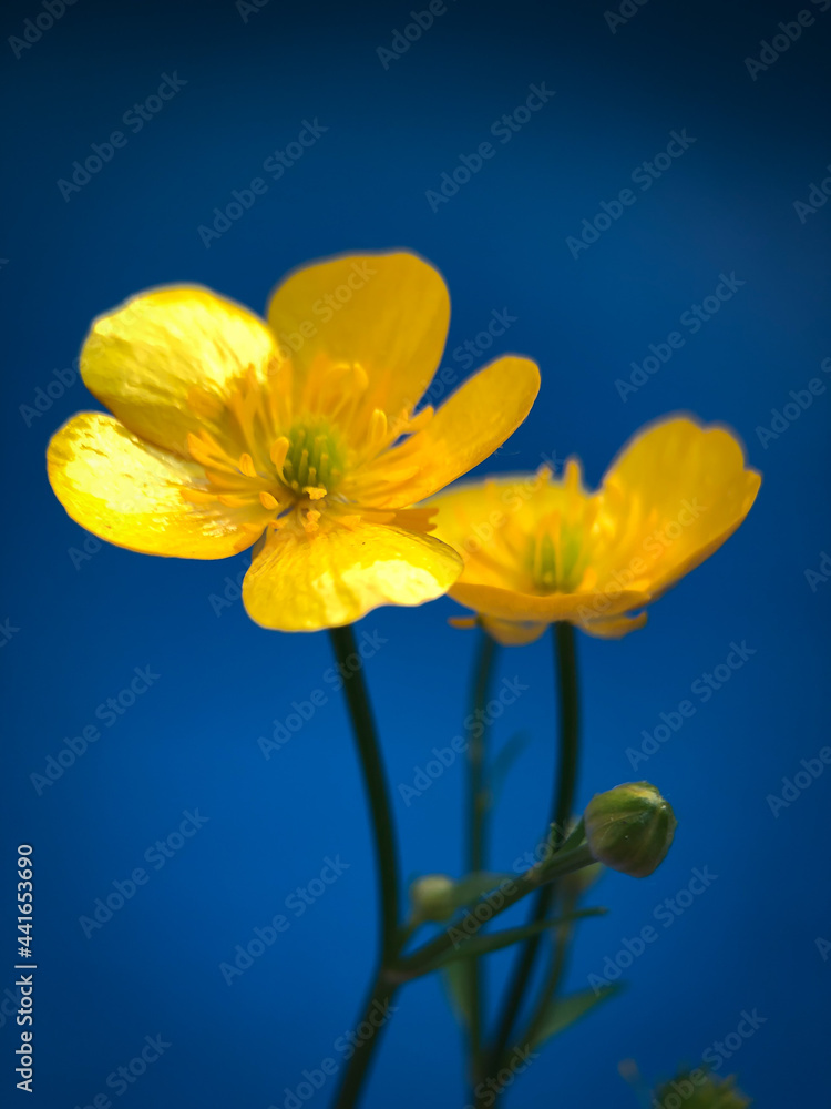 Fototapeta premium yellow flower on blue background