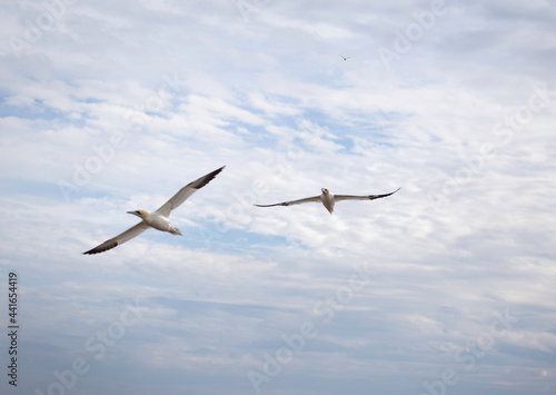 Free Flying Gannets