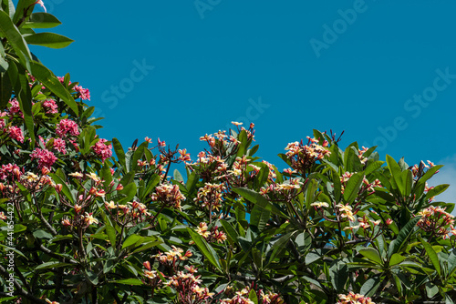 Flower. Plumeria is a genus of flowering plants in the family Apocynaceae. frangipani .Koko Crater Botanical Garden，Honolulu, Oahu, Hawaii 