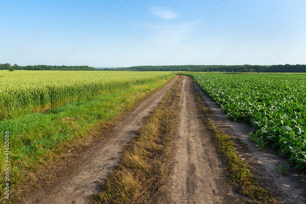 Summer landscape with road between fields and blue sky