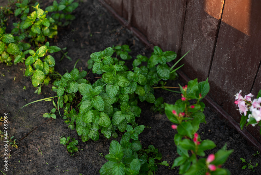 mint plant grow at garden mint plant grow at garden