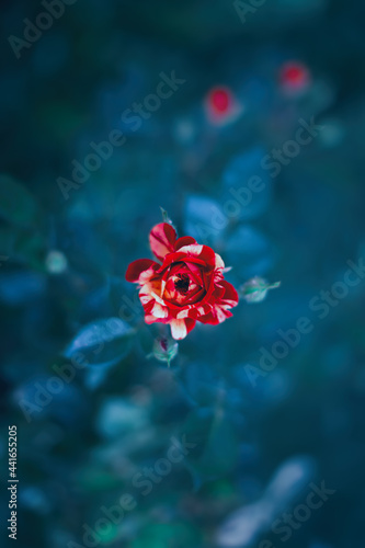 A bud of a two-tone yellow and red rose (Rosa spray "Fireworks") on a blurred leafy background