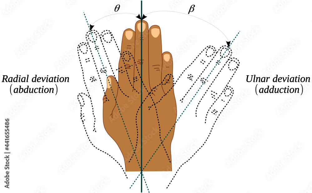 Abduction and adduction movements of the wrist joint Stock Vector