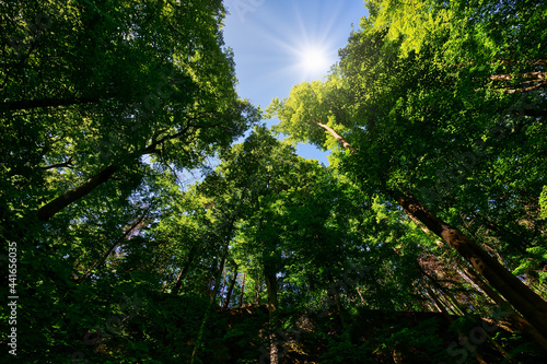 Wald Baum Sonnenstern