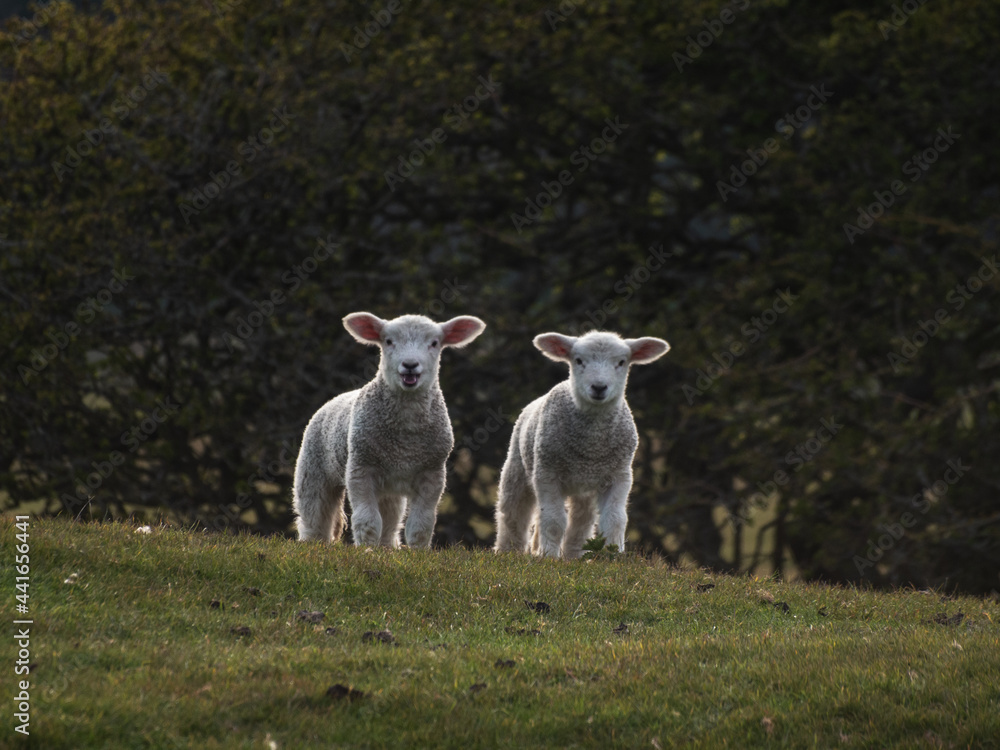 Obraz premium Two Means Trouble.