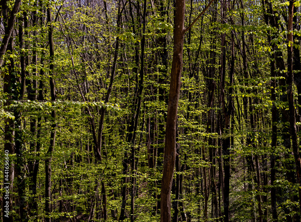 Trunks of tall and slender trees, with green leaves on the branches, in a dense plain forest Trunks of tall and slender trees, with green leaves on the branches, in a dense plain forest
