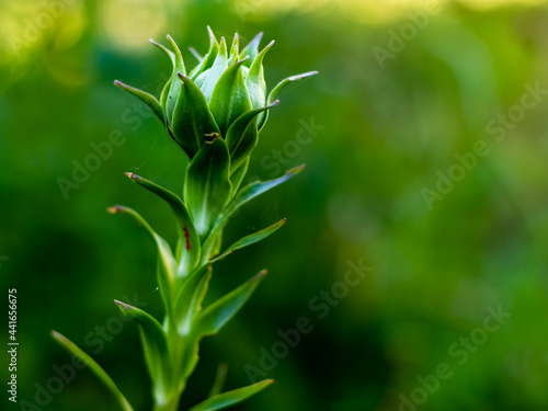 Close-up photo of a budding green lily in the garden on a blurred background