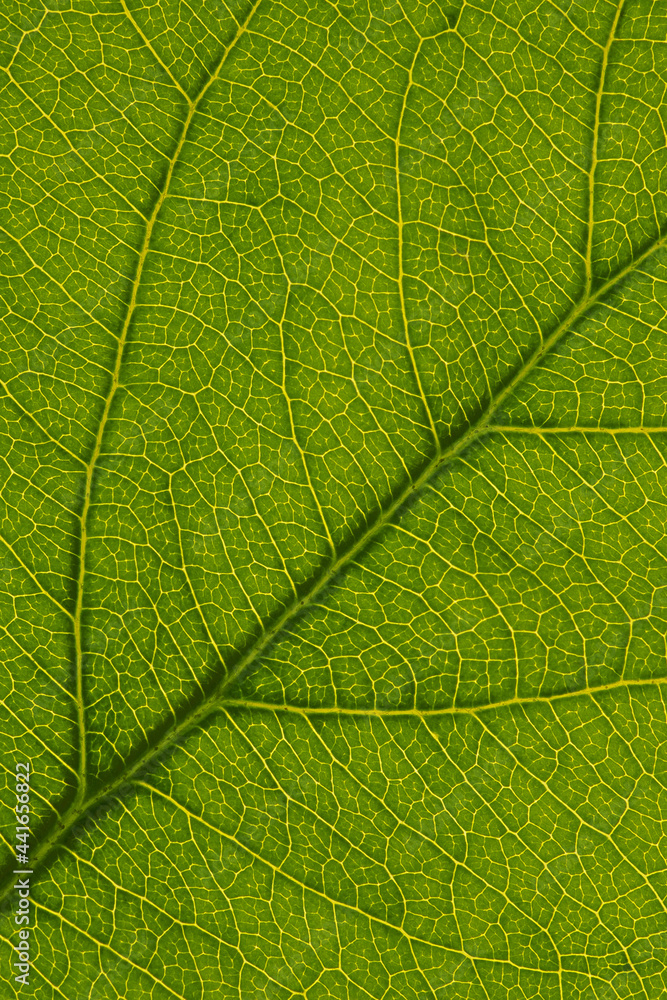 Fresh leaf of fruit tree close up. Mosaic pattern of a net of yellow veins and green plant cells. Abstract background on a floral theme. Beautiful vertical summer backdrop. Macro Fresh leaf of fruit tree close up. Mosaic pattern of a net of yellow veins and green plant cells. Abstract background on a floral theme. Beautiful vertical summer backdrop. Macro