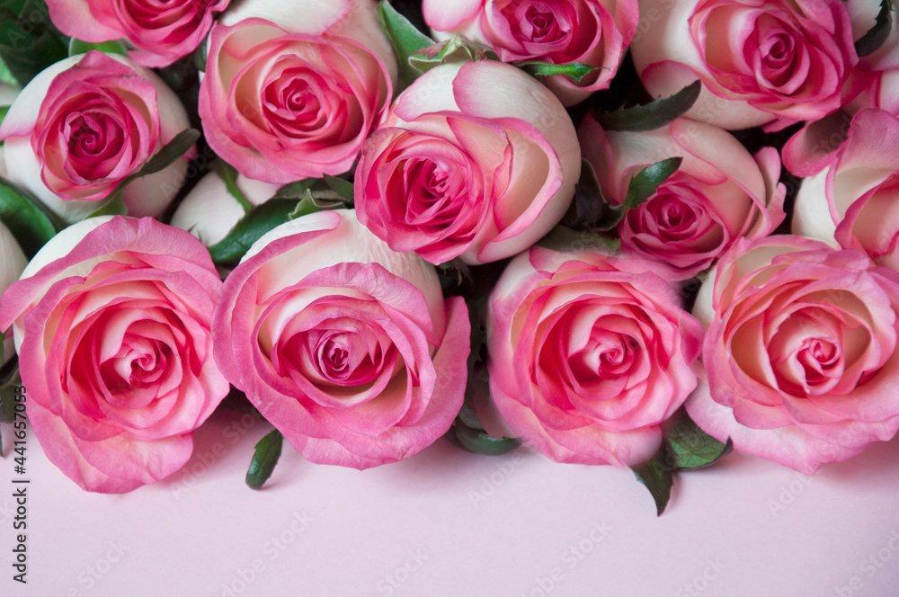 fresh rose flowers in the background, for the design of the postcard. High quality photo fresh rose flowers in the background, for the design of the postcard. High quality photo