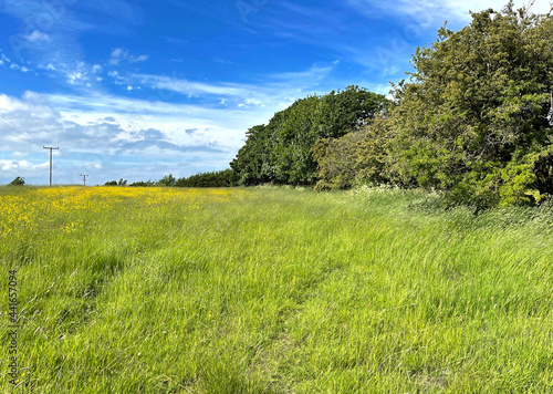 Wild grasses  buttercups  and old trees  in a large meadow  on a sunny day in  Tyresal  Bradford  UK