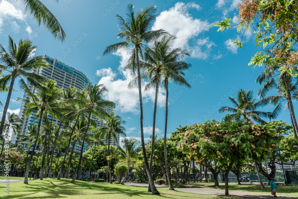 The Ritz-Carlton Residences, Waikiki Beach. palm tree. Ainahau Triangle Waikiki, Honolulu, Oahu, Hawaii. 