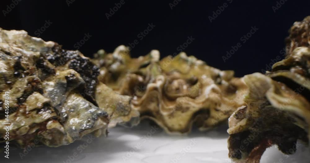 extreme close-up detailed closed oysters against a dark background against a white reflective surface. extreme close-up detailed closed oysters against a dark background against a white reflective surface.