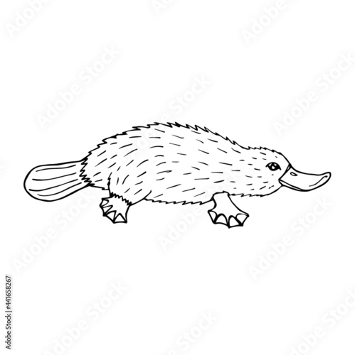 Vector hand drawn doodle sketch Platypus duckbill isolated on white background