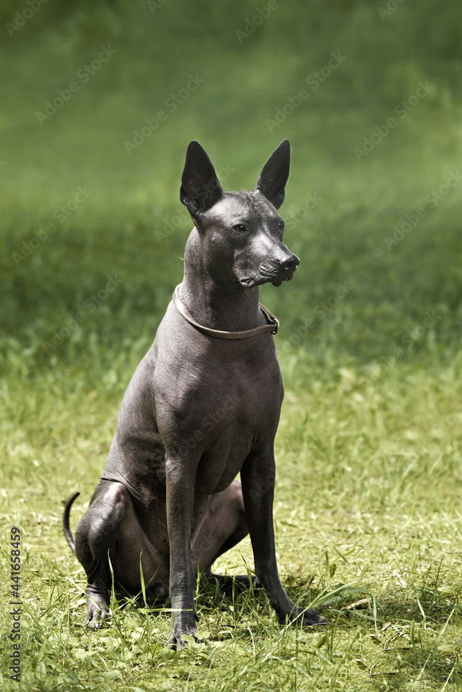 Sitting Mexican Hairless Dog